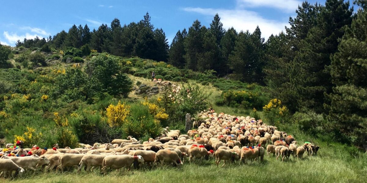 Image 1 : CONFÉRENCE - LA TRANSHUMANCE OVINE SUR LES HAUTES TERRES DU GÉVAUDAN