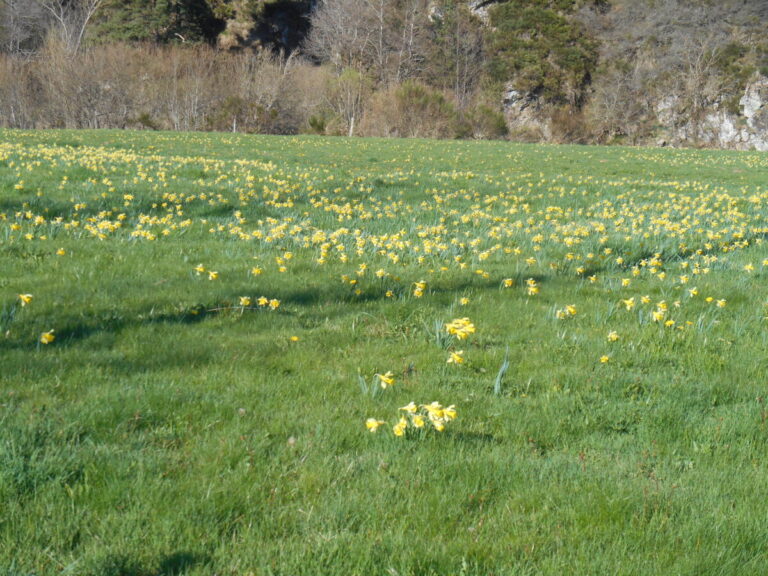 Image 0 : CONFÉRENCE - RECONNAÎTRE LES PLANTES DE LA NATURE
