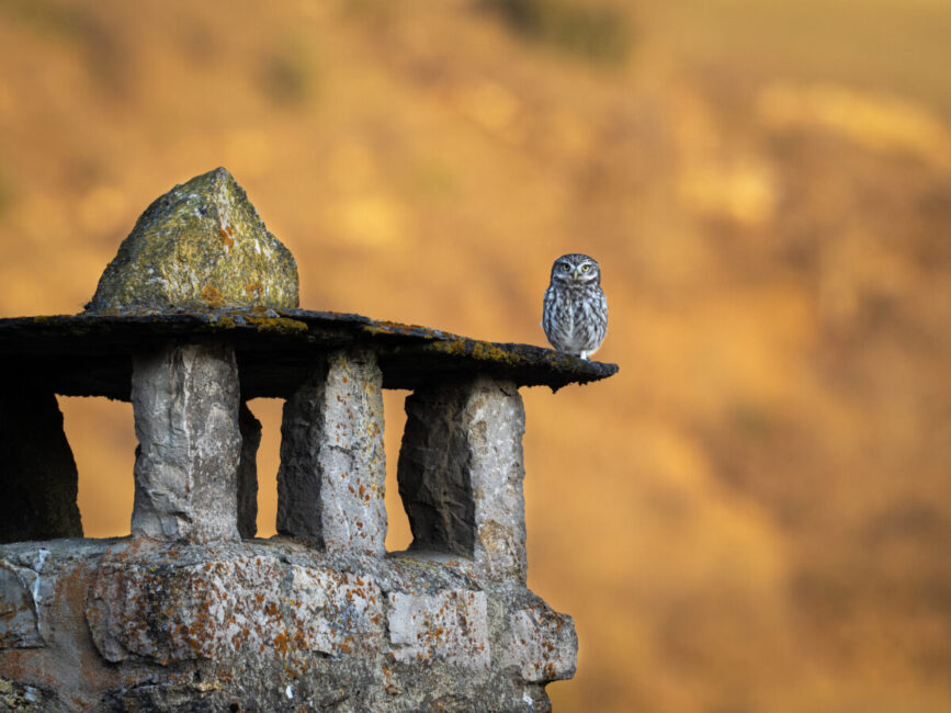 Image 1 : EXPOSITION PHOTOS - LOZÈRE, DANS L'INTIMITÉ DE LA VIE SAUVAGE