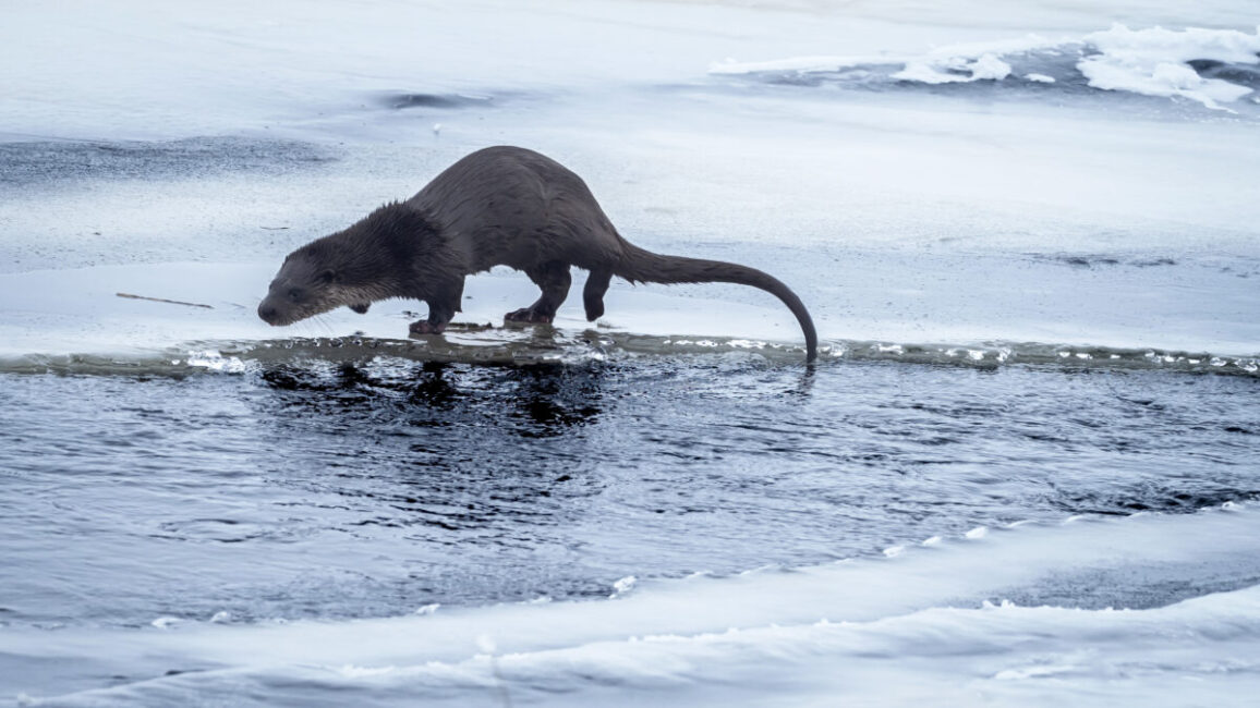 Image 3 : EXPOSITION PHOTOS - LOZÈRE, DANS L'INTIMITÉ DE LA VIE SAUVAGE