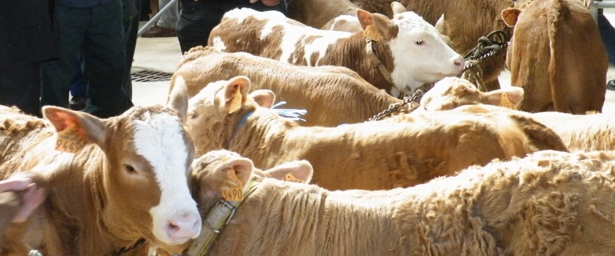 Image 0 : MARCHÉ AUX VEAUX