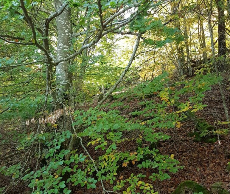 Image 1 : STAGE YOGA D'AUTOMNE