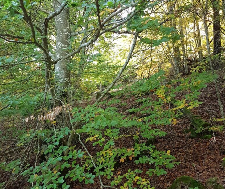 Image 1 : STAGE YOGA LUNAIRE